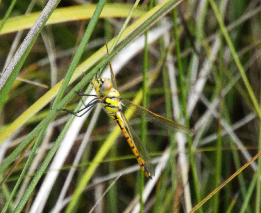 Libellule australiane